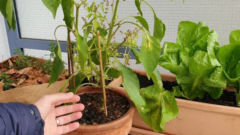 Paprika erfolgreich überwintern und Paprikapflanzen auf den Winter vorbereiten