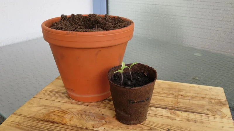 Tomaten aussäen für die Balkonanzucht