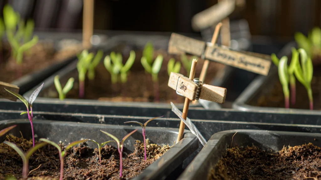 Aussaatkalender September – Gemüse und Kräuter im September anziehen