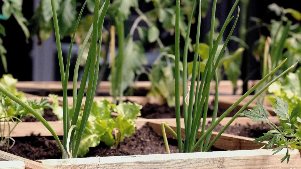 Fruchtfolge für Gemüse auf dem Balkon – Tipps zur Planung