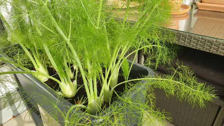 Fenchel im Hochbeet